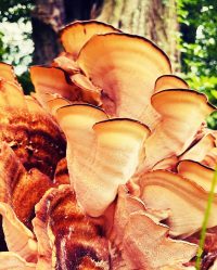 FC5CD287-CB9A-4355-9527-31A778EBAF2D-2